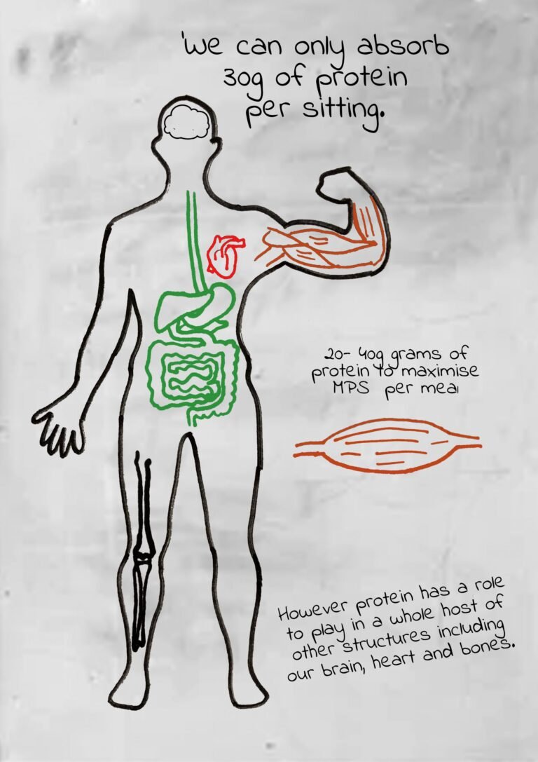 How Much Protein Can Your Body Absorb